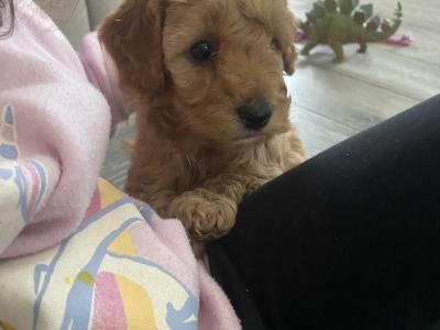 Cavapoo puppies in Wexford