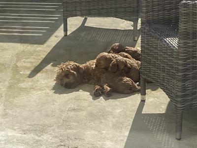 Cavapoo puppies in Wexford