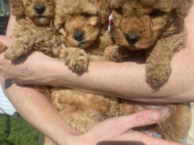 Cavapoo puppies in Wexford
