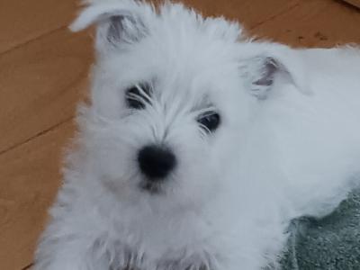 Purebred West Highland Terrier puppies for sale in Kerry