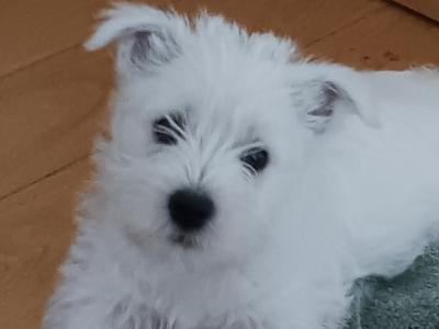 Purebred West Highland Terrier puppies for sale in Kerry