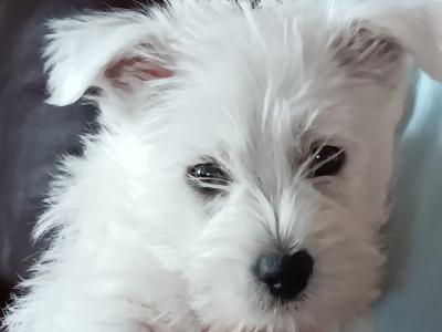 Purebred West Highland Terrier puppies for sale in Kerry