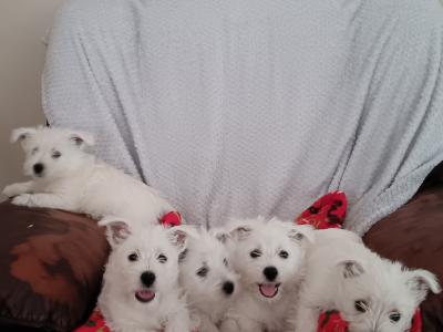 Purebred West Highland Terrier puppies for sale in Kerry