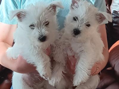 Purebred West Highland Terrier puppies for sale in Kerry