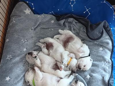 Purebred West Highland Terrier puppies for sale in Kerry