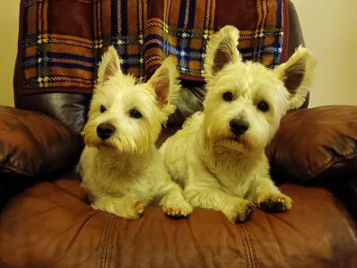 Purebred West Highland Terrier puppies for sale in Kerry