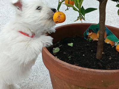 Purebred West Highland Terrier puppies for sale in Kerry