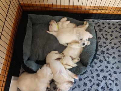 Purebred West Highland Terrier puppies for sale in Kerry
