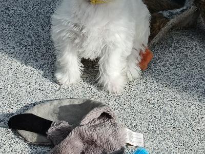 Purebred West Highland Terrier puppies for sale in Kerry