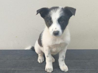 Border Collie puppies for sale in Kerry