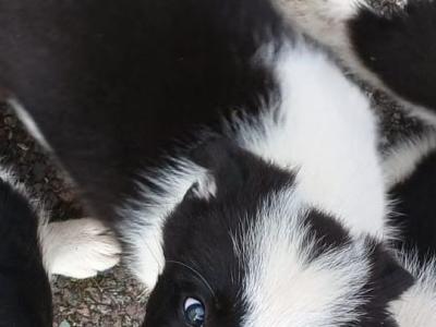 Border Collie puppies for sale in Kerry