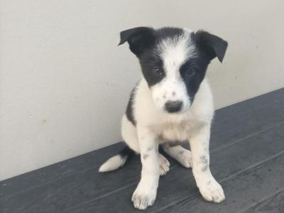 Border Collie puppies for sale in Kerry