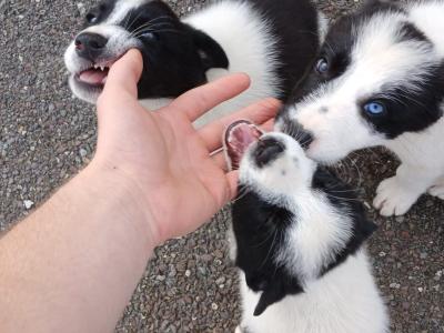 Border Collie puppies for sale in Kerry