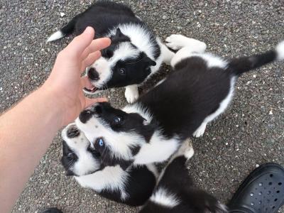 Border Collie puppies for sale in Kerry