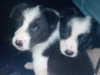 Border Collie puppies for sale in Kerry