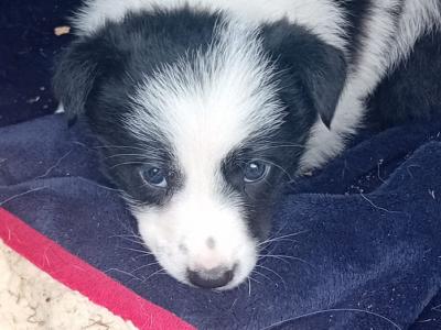 Border Collie puppies for sale in Kerry