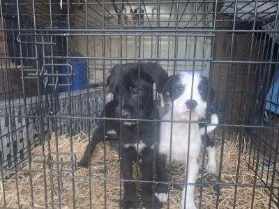 2 Fox Terrier x Collie pups