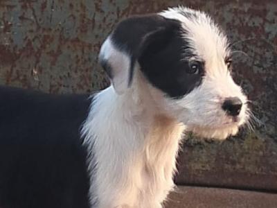 2 Fox Terrier x Collie pups