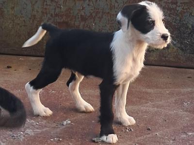 2 Fox Terrier x Border Collie puppies in Offaly