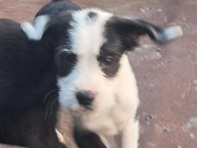 2 Fox Terrier x Collie pups