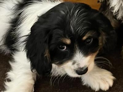 Cute Cavachon puppies in Limerick