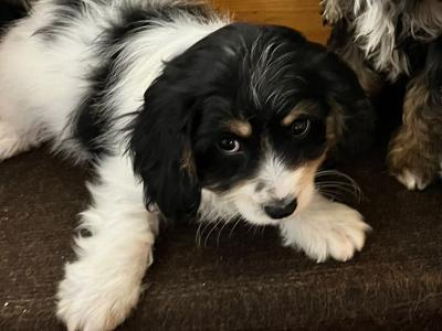 Cute Cavachon puppies in Limerick