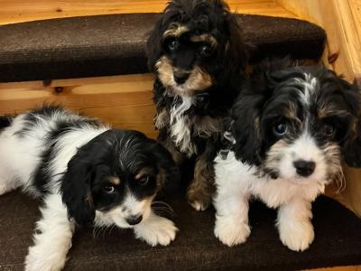 Cute Cavachon puppies in Limerick