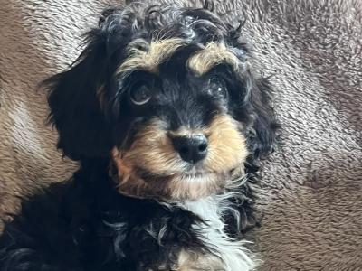 Cute Cavachon puppies in Limerick
