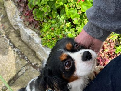 Cute Cavachon puppies in Limerick