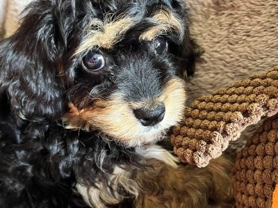 Cute Cavachon puppies in Limerick