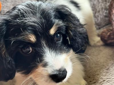 Cute Cavachon puppies in Limerick