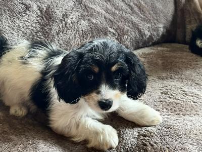 Cute Cavachon puppies in Limerick