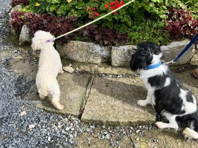 Cute Cavachon puppies in Limerick