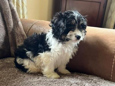 Cute Cavachon puppies in Limerick