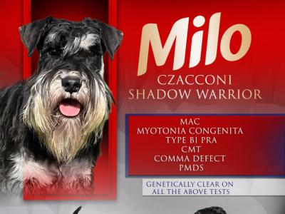 Miniature Schnauzer for stud - Genetically health tested - in Cavan