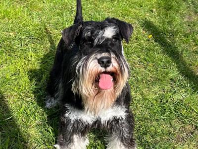 Miniature Schnauzer for stud - Genetically health tested - in Cavan