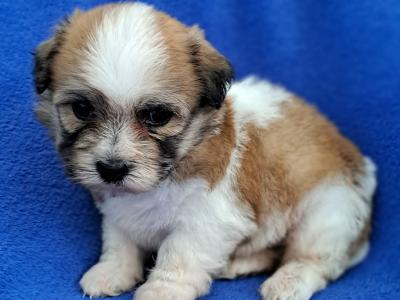 Beautiful Shichon Puppies