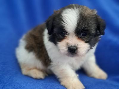 Beautiful Shichon Puppies