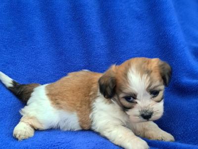 Beautiful Shichon Puppies