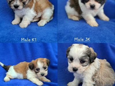 Beautiful Shichon Puppies