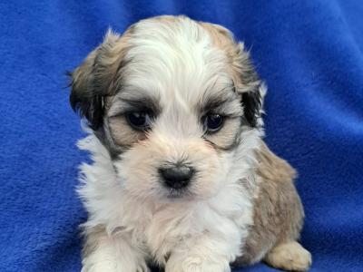 Beautiful Shichon puppies (Shih Tzu x Bichon Frise) in Limerick