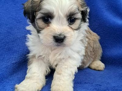 Beautiful Shichon Puppies