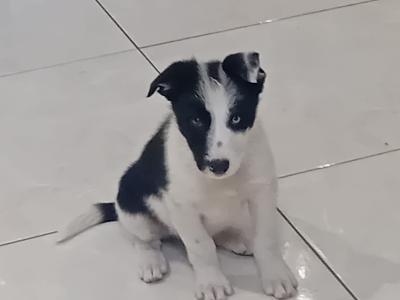 Border Collie puppies for sale in Kerry