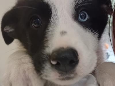 Border Collie puppies for sale in Kerry