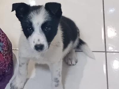 Border Collie puppies for sale in Kerry