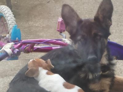 IKC Registered Traditional Straight Back German Shepherd puppies in Kildare