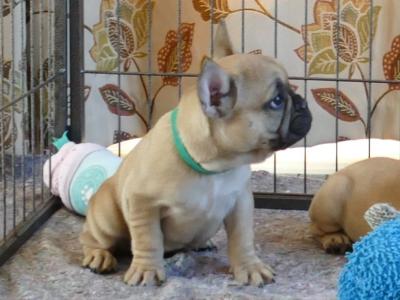 Pedigree ikc  Show Quality French Bulldog puppy in Wexford