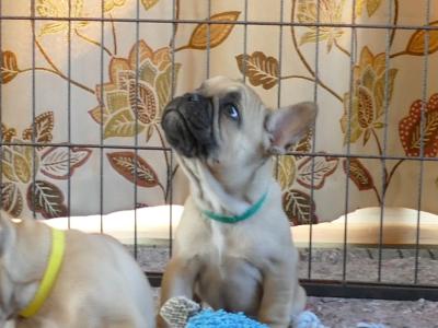Pedigree ikc  Show Quality French Bulldog puppy in Wexford