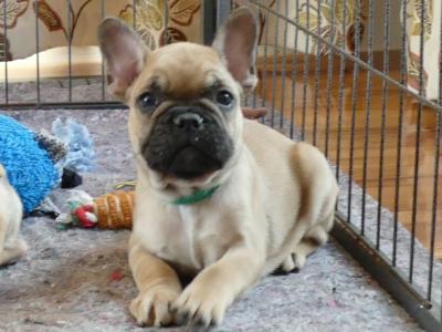 Pedigree IKC Registered Show Quality French Bulldog puppy in Wexford