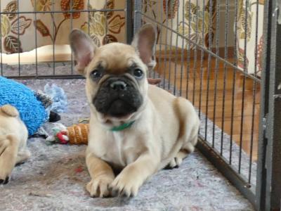 Pedigree ikc  Show Quality French Bulldog puppy in Wexford